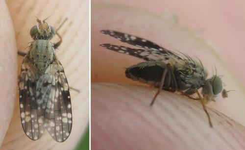 Campiglossa misella
